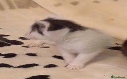 Mixed Breed cats for sale: Stunning British short hair x - Advert 10