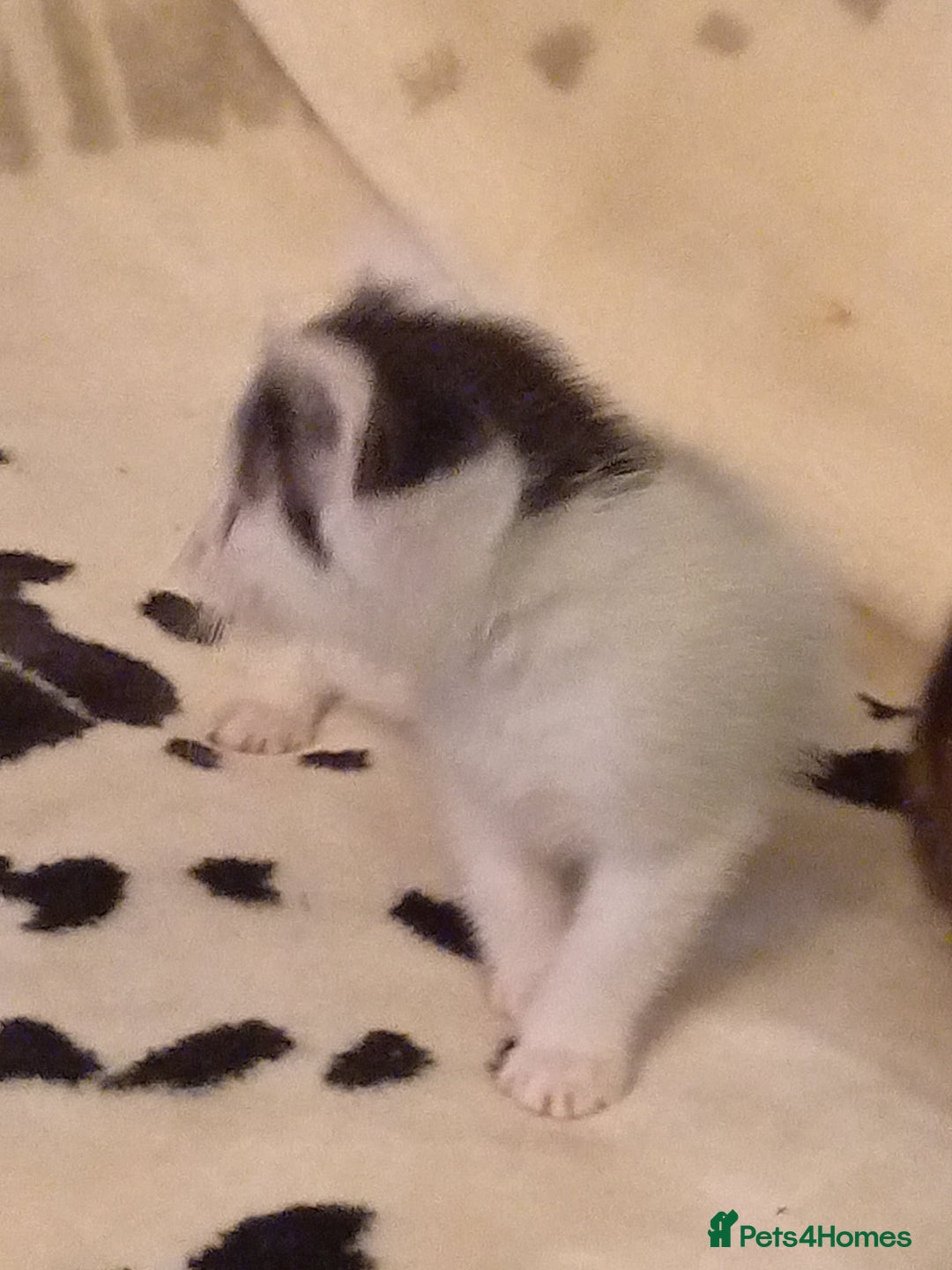 Mixed Breed cats for sale: Stunning British short hair x - Advert 10