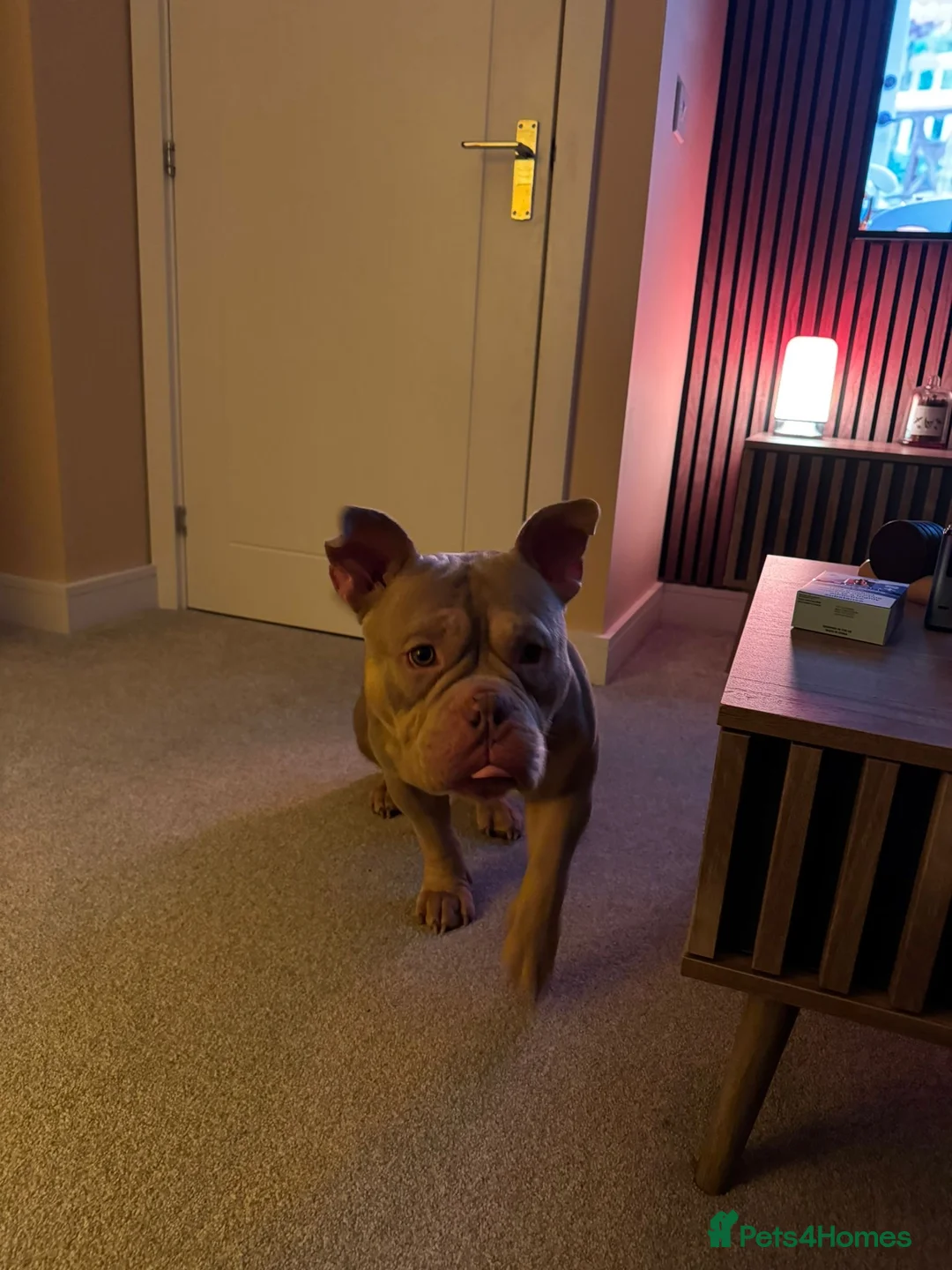 American Bully dogs for sale: American Pocket Bully - Advert 7