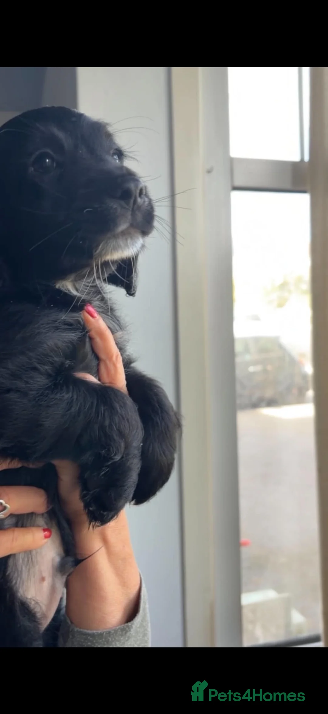 Mixed Breed dogs for sale: Sprockerpoo  - Advert 11