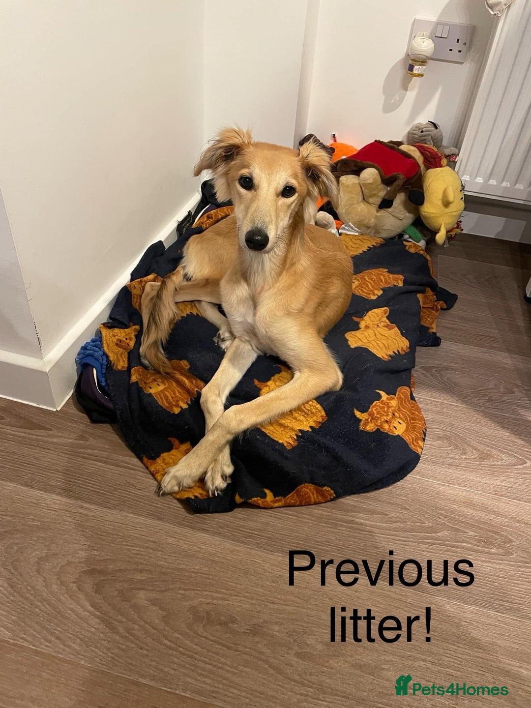 Mixed Breed dogs for sale: Stunning saluki greyhound puppies!  - Image 10