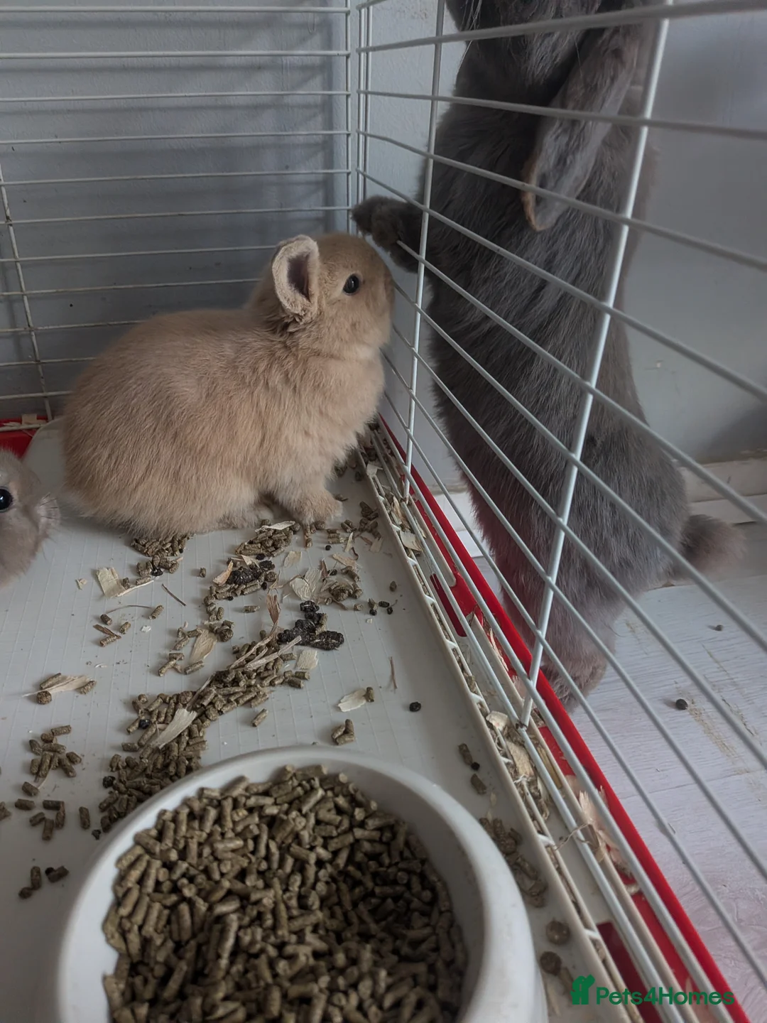 Mini Lop rabbits for sale: 3 male mini lips  - Advert 11