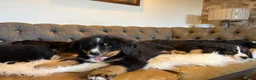 Bernese Mountain Dog dogs for sale: KC Beautiful Bernese  - Advert 27