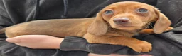 Miniature Dachshund dogs for sale: 5 X miniature dachshunds puppies for sale - Advert 6