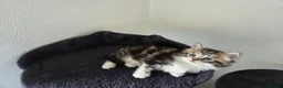 Mixed Breed cats for sale: Kittens for sale - Advert 19