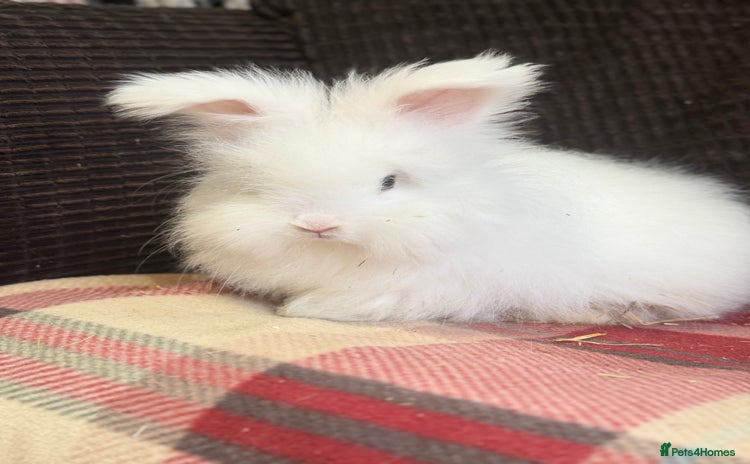 Angora rabbits - Advert 4
