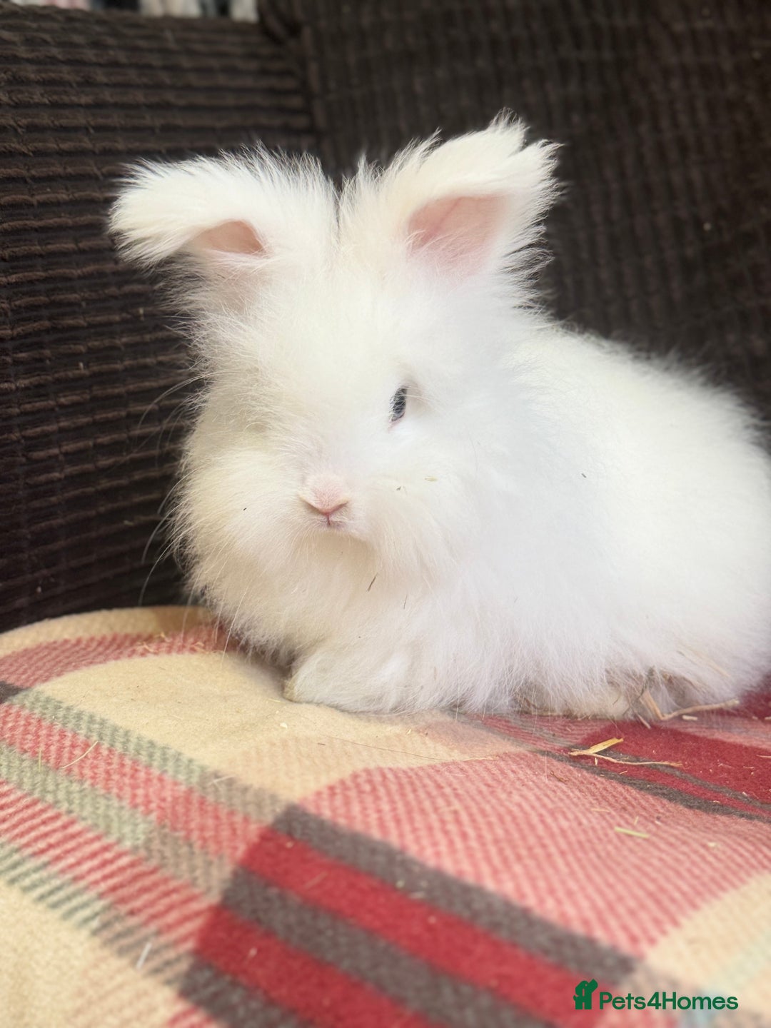 Angora rabbits for sale: Stunning pure bred English angora babies - Image 1