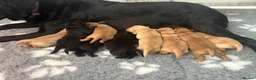 Labrador Retriever dogs for sale: Top quality chunky KC reg Labradors girls - Advert 5