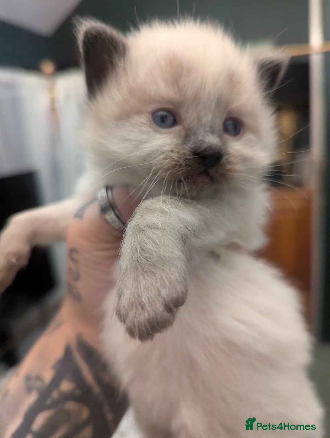 Ragdoll cats for sale: ragdoll kittens (only 1 boy left main picture) - Image 10