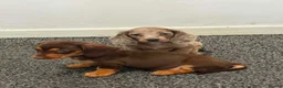 Dachshund dogs for sale: Daschound Babies in Loughborough - Advert 8