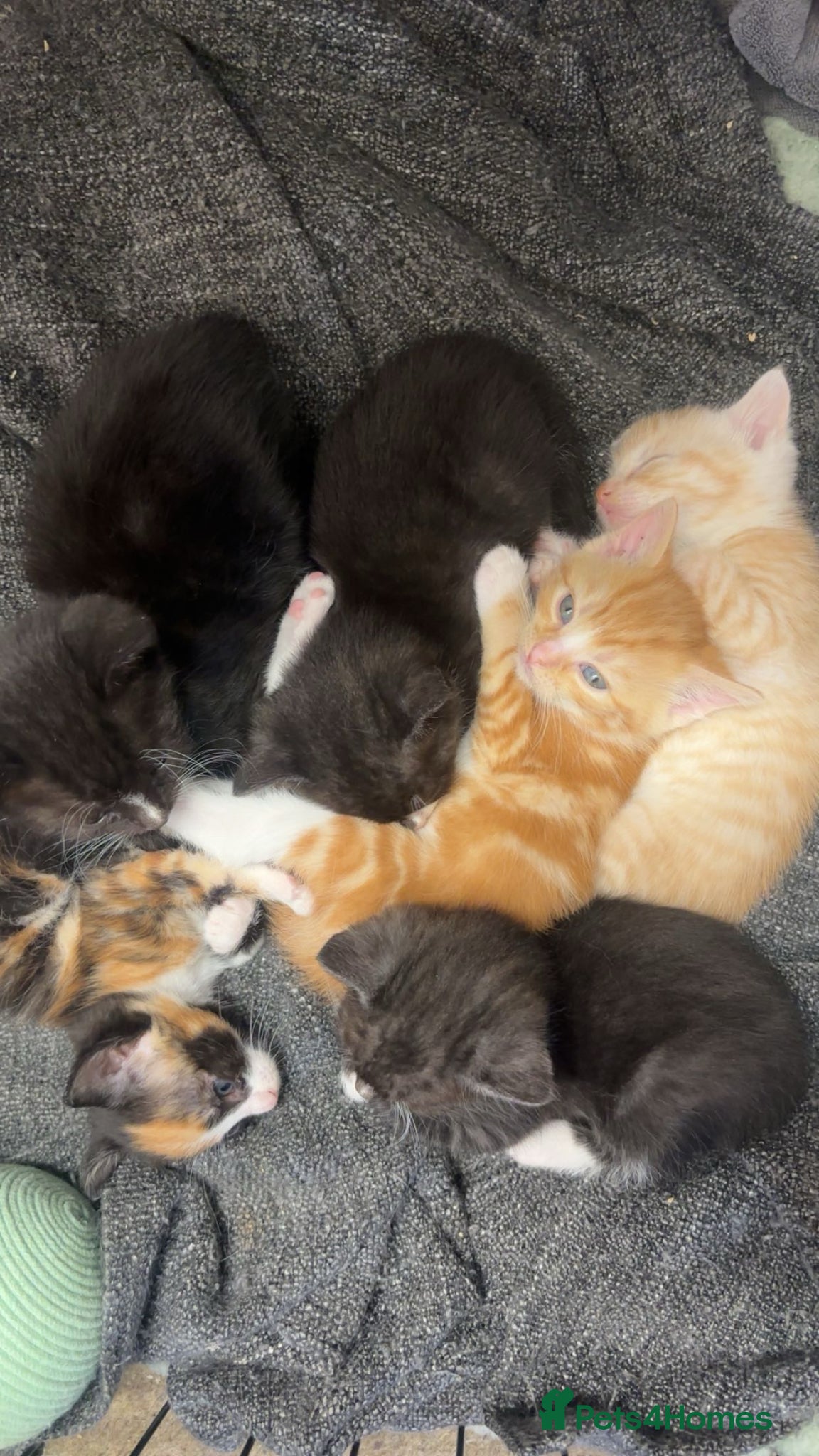 Mixed Breed cats Kittens for Sale  - Advert 3