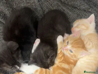 Mixed Breed cats Kittens for Sale - Advert 2