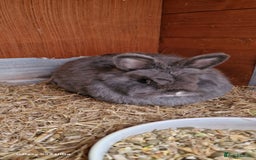 Netherland Dwarf rabbits for sale: Various Netherland Dwarfs available from £20 - Image 23