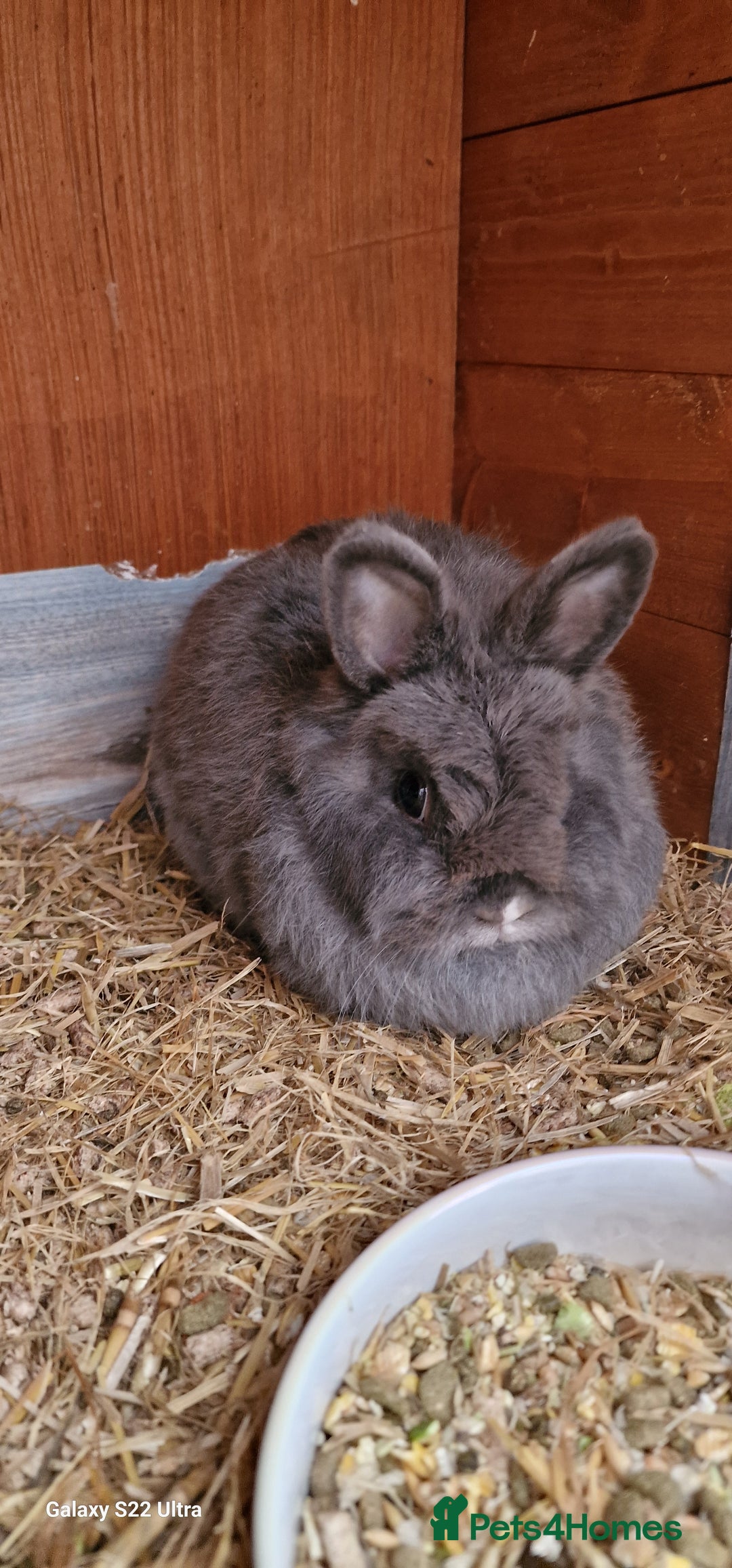 Netherland Dwarf rabbits for sale: Various Netherland Dwarfs available from £20 - Image 23