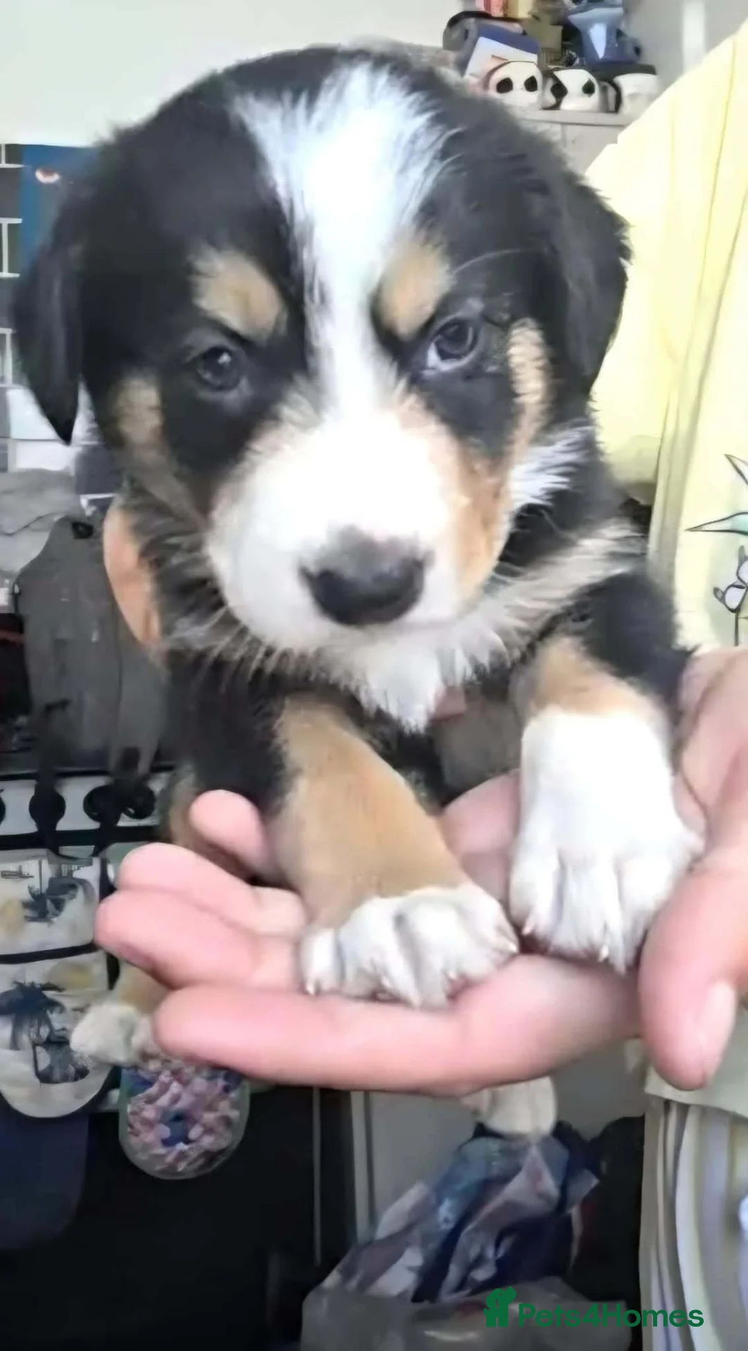 Border Collie dogs for sale: 2 female border collie pups - Advert 2
