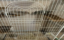 Chinchilla rodents for sale: Bonded mother and daughter chinchillas  - Image 2