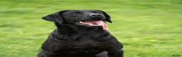 Labrador Retriever dogs for stud: KC Black Lab Stud Astraglen - Fully Health Tested in Corwen - Advert 5