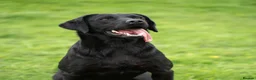 Labrador Retriever dogs for stud: KC Black Lab Stud Astraglen - Fully Health Tested in Corwen - Advert 5