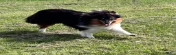 Shetland Sheepdog dogs for sale: Beautiful tri Shetland sheepdog bitch  - Advert 4