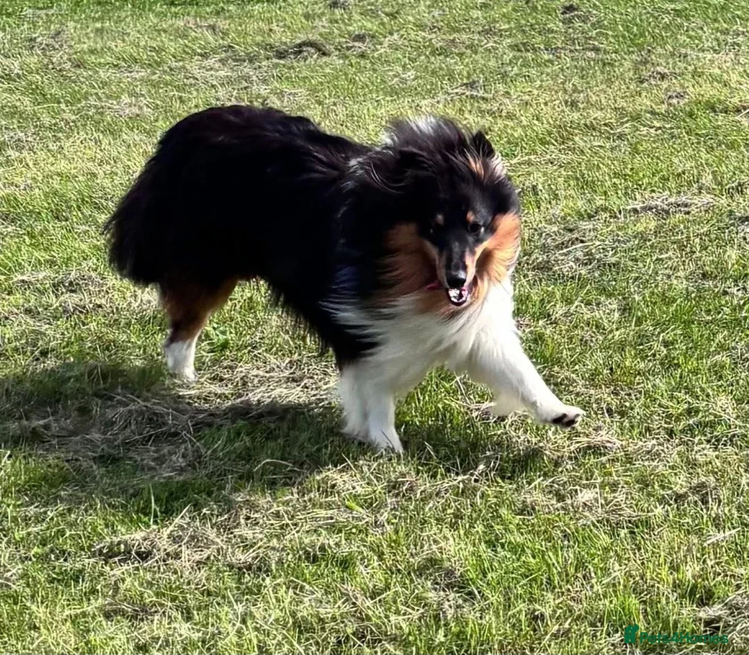 Shetland Sheepdog dogs for sale: Beautiful tri Shetland sheepdog bitch  - Advert 4
