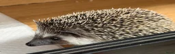 Pygmy Hedgehog rodents for sale: Pygmy hedgehog and tank - Advert 3