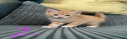 Mixed Breed cats for sale: READY NOW 5 kittens ‘ginger females included’ - Advert 6