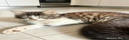 Mixed Breed cats for sale: Bengal/Maine Coon mix • stunning & affectionate  - Advert 5
