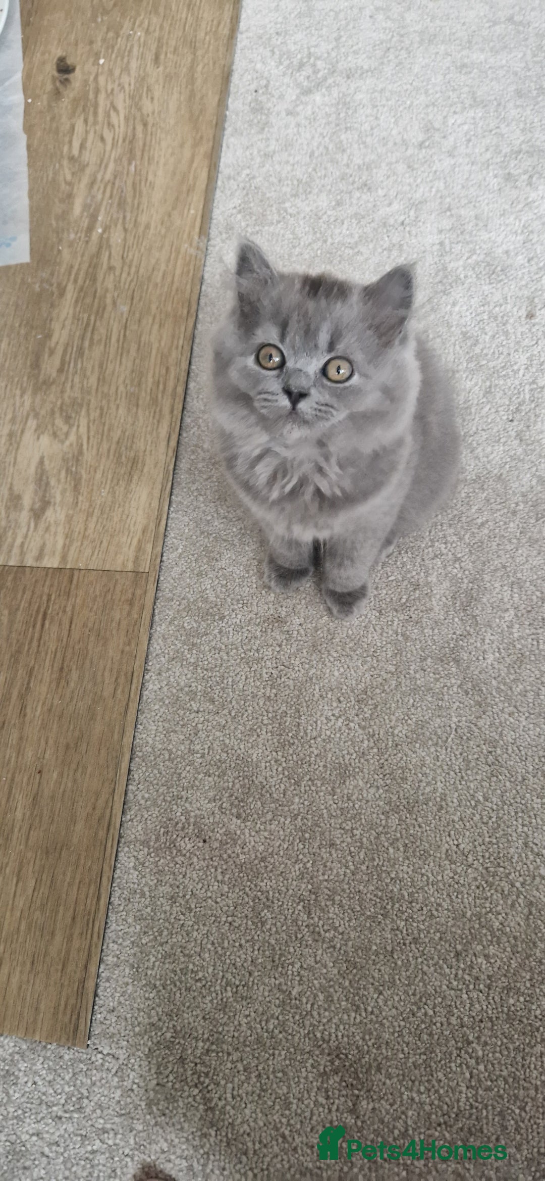 British Longhair cats for sale: READY NOW, ACTIVE OR PET BLH GIRL, GCCF, PEDIGREE - Image 6