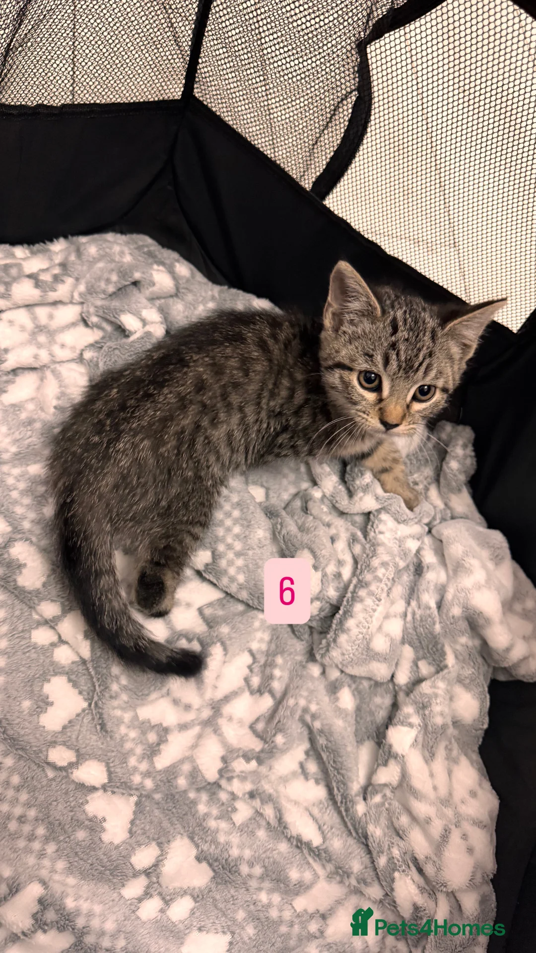 Mixed Breed cats for sale: Tabby Kittens available  - Advert 17