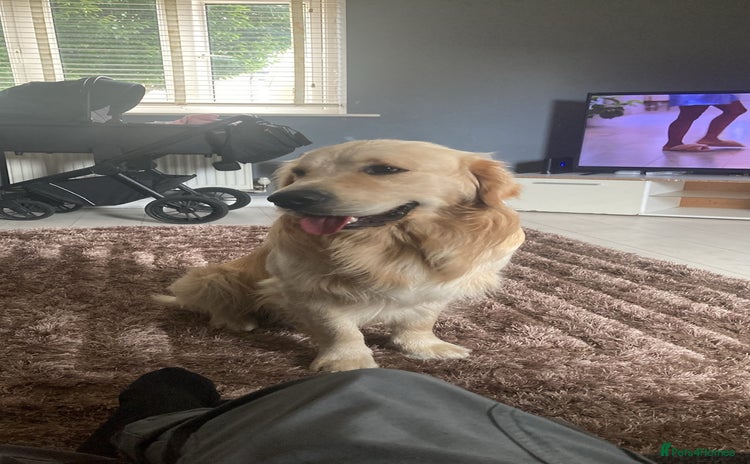 Golden Retriever dogs - Advert 1