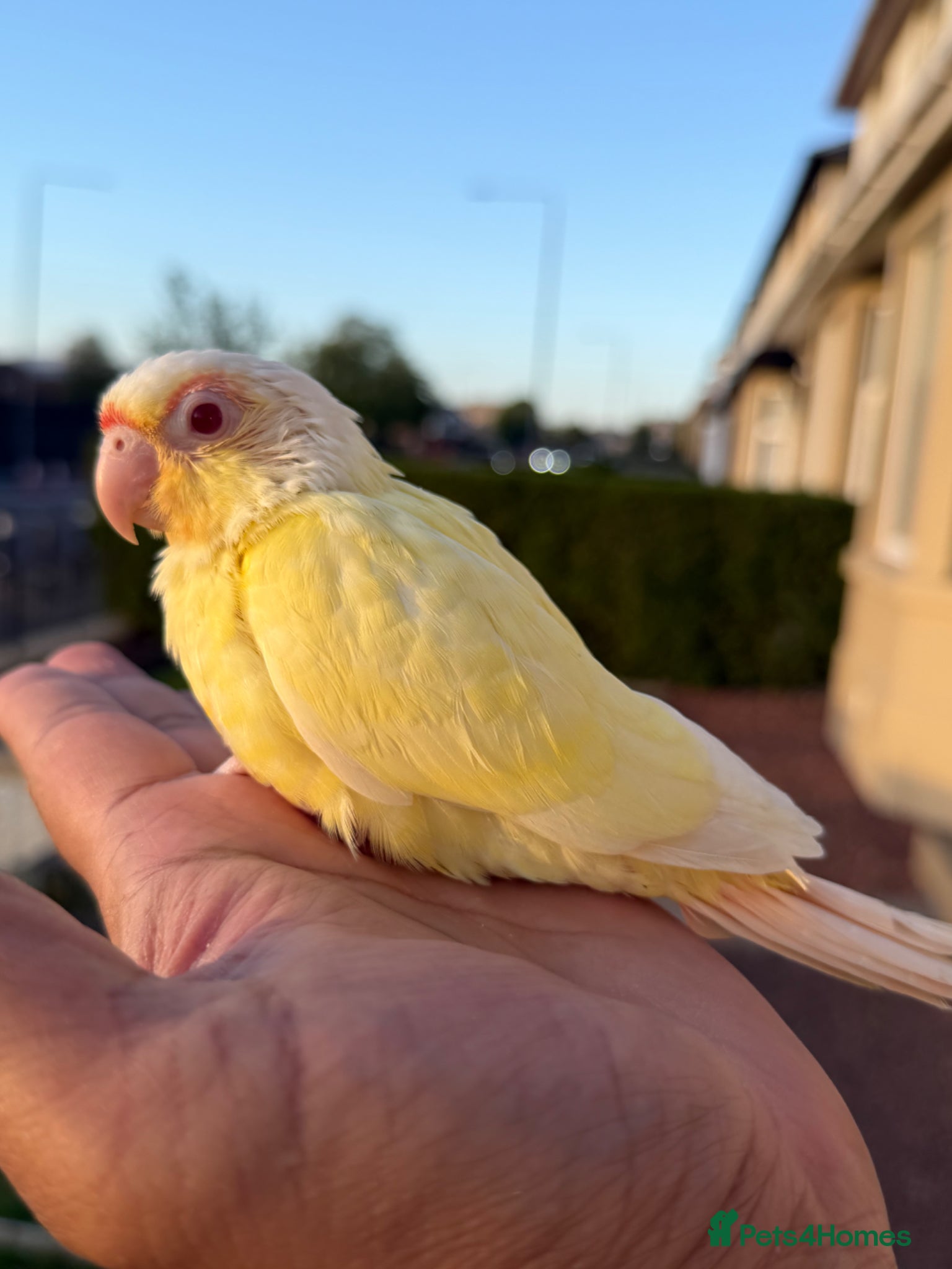 Conures birds Creamino and Tarquies and voilet - Advert 6