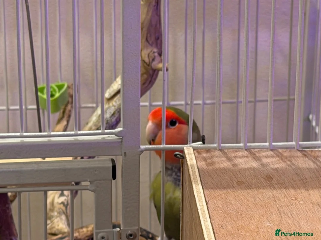 Lovebirds birds for sale: Semi tame pair of Lovebirds with cage, accessories in Hull - Advert 2