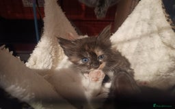 Maine Coon cats for sale: Maine Coon kittens in Manchester  - Image 31