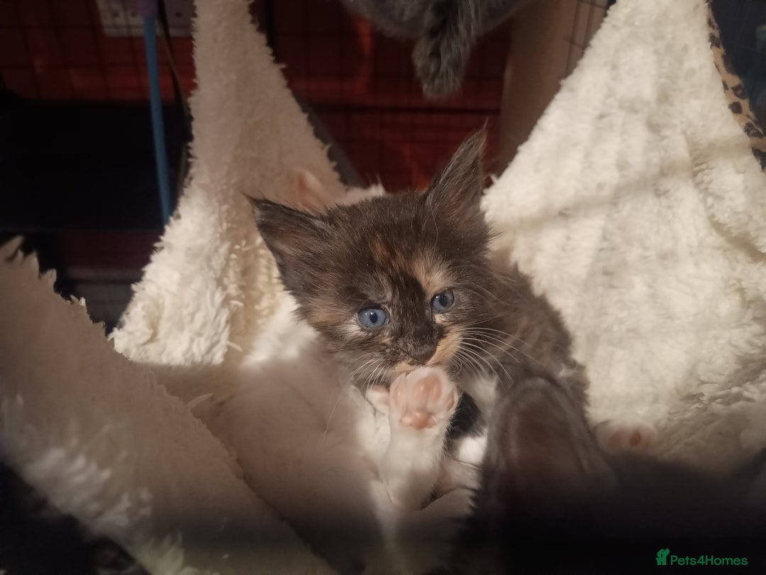 Maine Coon cats for sale: Maine Coon kittens in Manchester  - Image 31