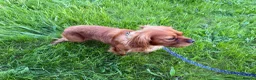 King Charles Spaniel dogs for sale: King Charles Spaniel in Rotherham - Advert 8