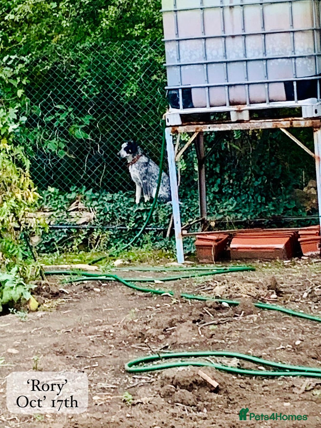 Mixed Breed dogs for adoption: Rory, 6-7 months approx. Available for adoption. - Advert 14