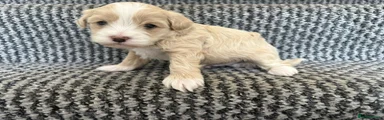 Maltipoo Puppy 4
