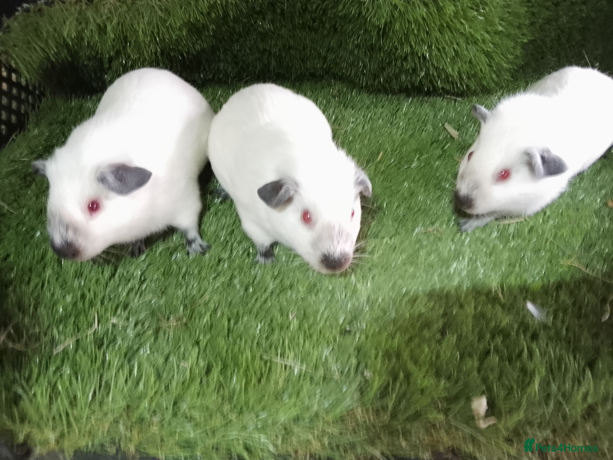 Guinea Pig rodents Himalayans Sows and California boys  - Advert 1