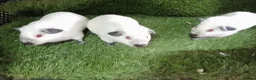 Guinea Pig rodents for sale: Himalayans Sows and California boys  - Advert 3