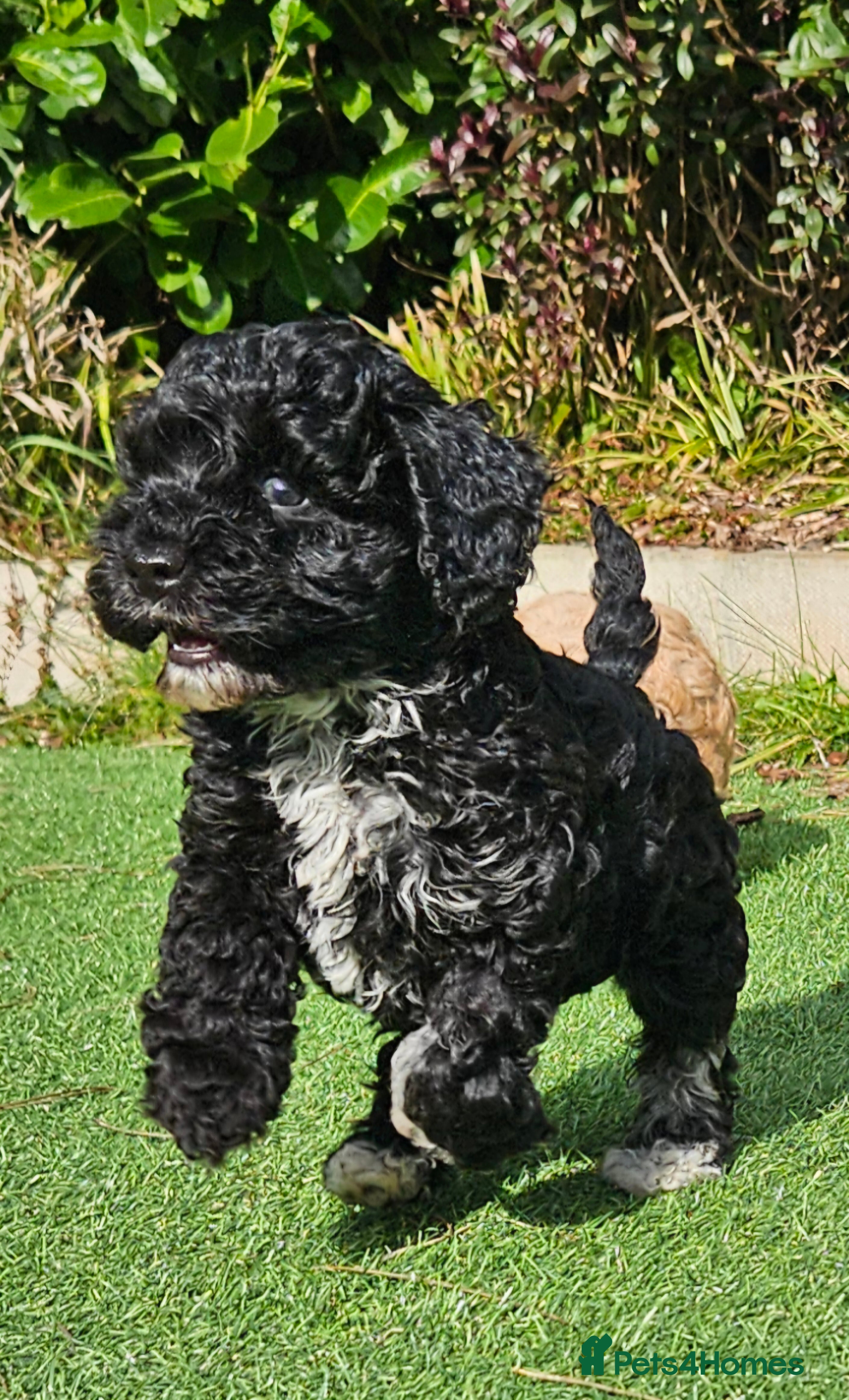 Cockapoo dogs  F1b toy American  cockerpoos  - Advert 9