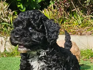 Cockapoo dogs F1b toy American cockerpoos - Advert 9