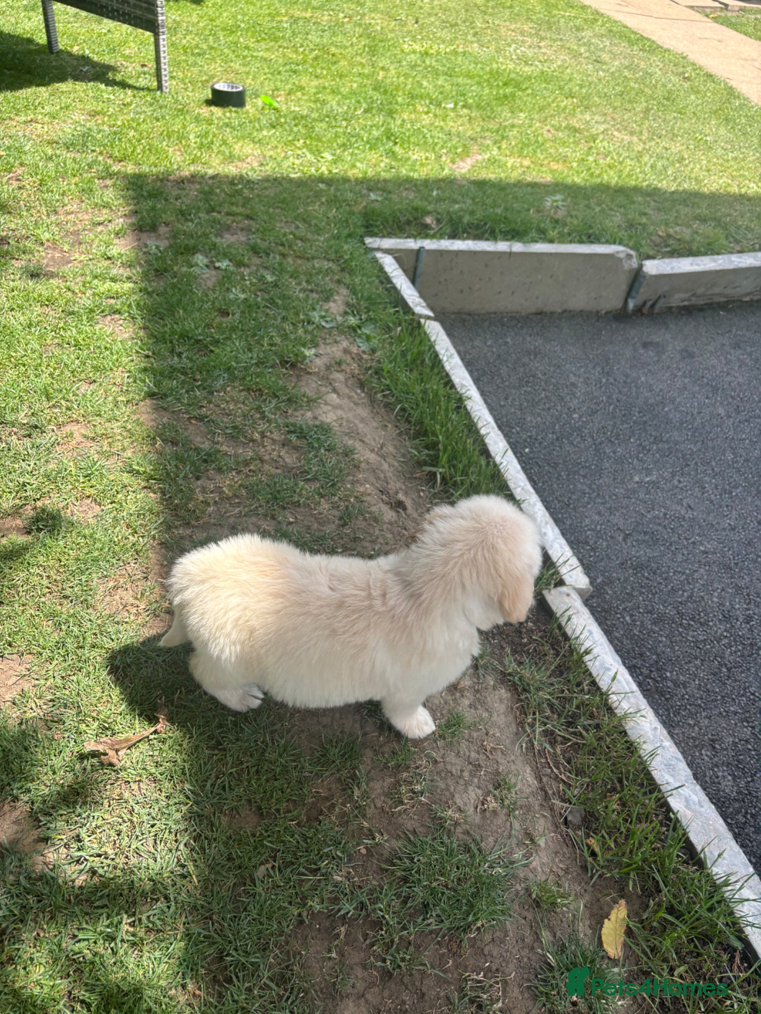 Golden Retriever dogs for sale: Golden retriever puppy’s  - Advert 14