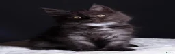 Maine Coon cats for sale: 🖤 TICA Registered Black Smoke Maine Coon Kittens  - Advert 3