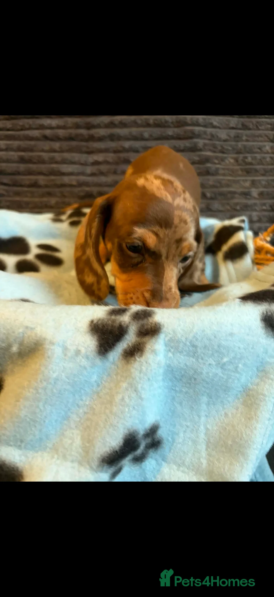Miniature Dachshund dogs for sale: KC registered Miniature Dachshund puppies  - Advert 10
