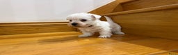 West Highland Terrier dogs for sale: KC REGISTERED Boys - Advert 7