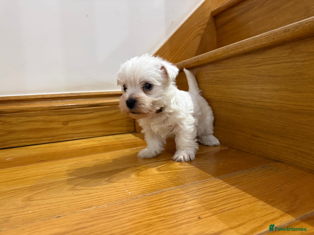 West Highland Terrier dogs for sale: KC REGISTERED Boys - Advert 7
