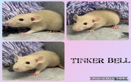 Rat rodents for sale: 4 female, 2 male dumbo rats and cages  - Image 2