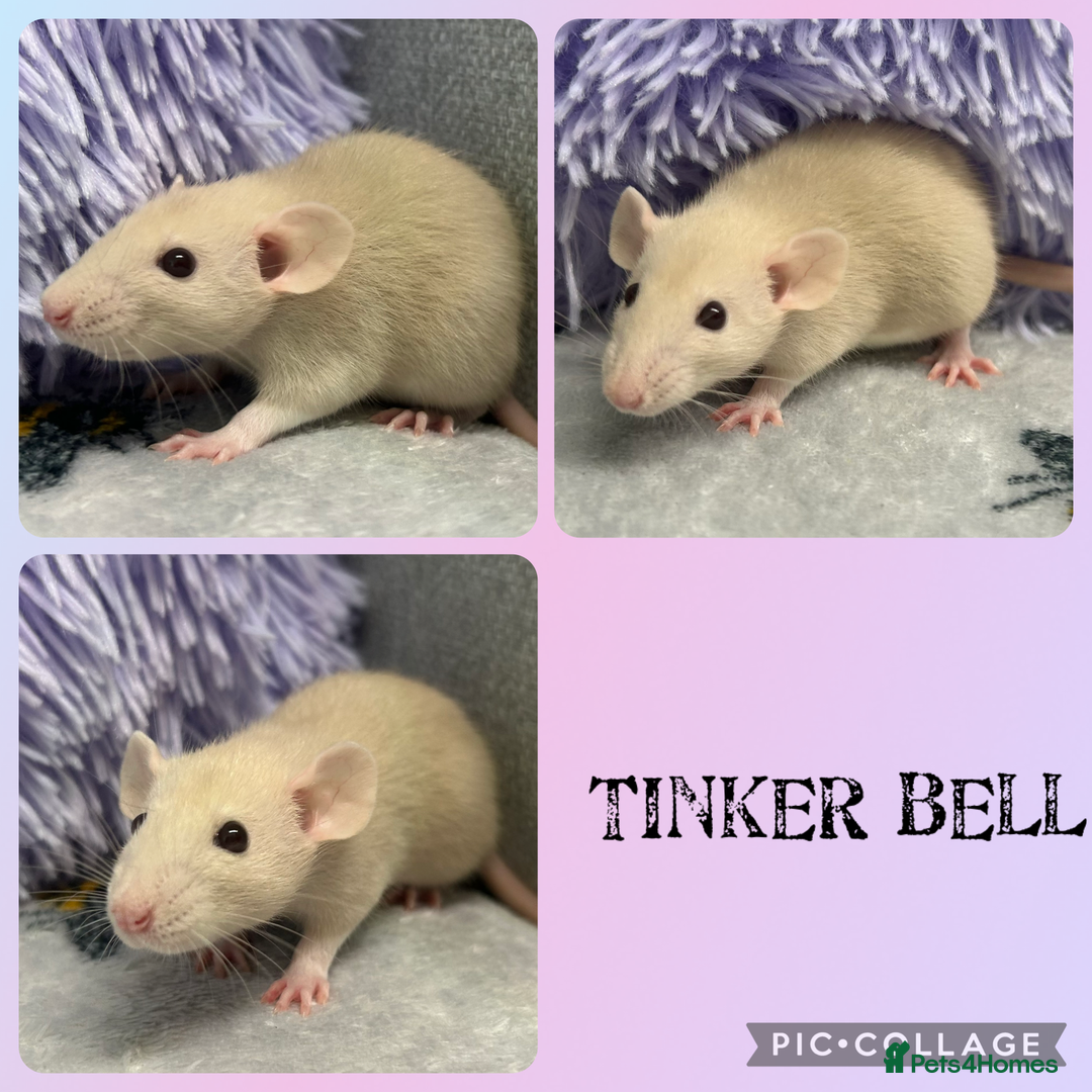 Rat rodents for sale: 4 female, 2 male dumbo rats and cages  - Image 2