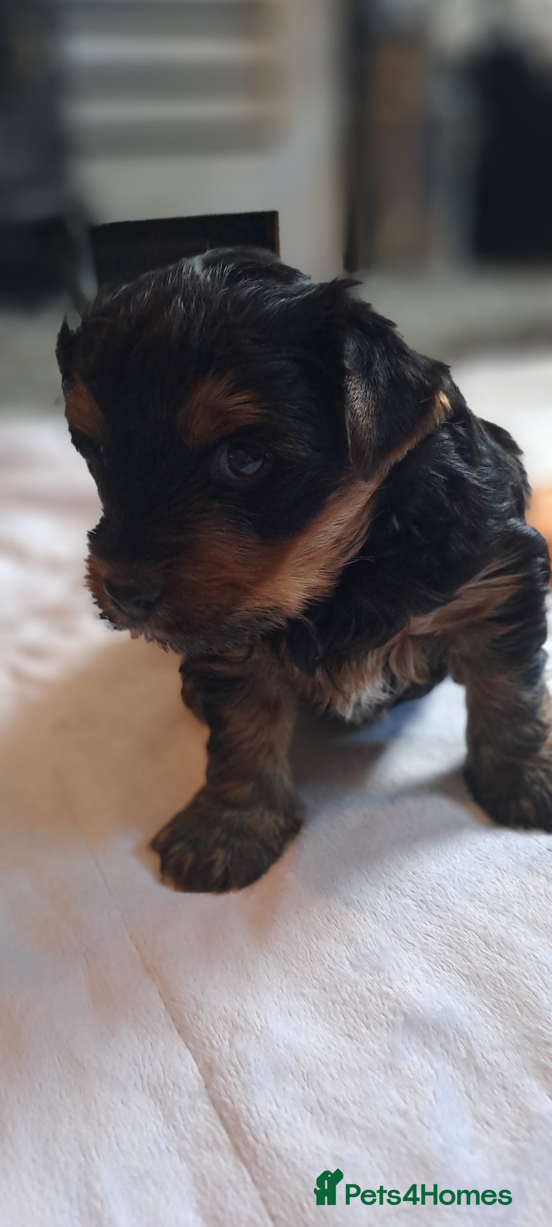Yorkshire Terrier dogs for sale: Beautiful Biewer Yorkshire pups*LASTBOY Readynow* in Andover - Image 29