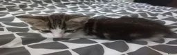 Mixed Breed cats for sale: Kitten for sale  - Advert 34